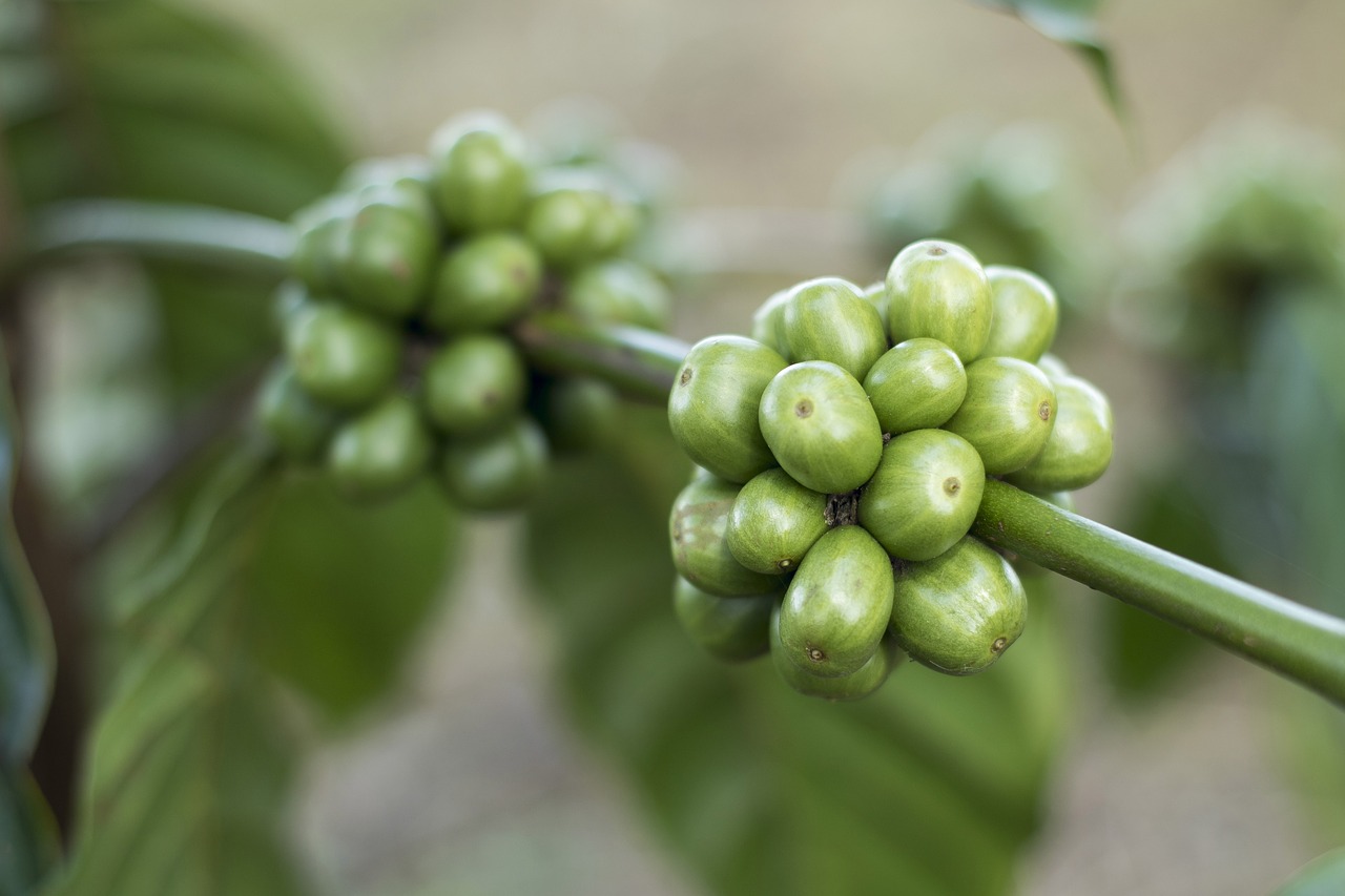 Kompletny przewodnik, jak szybko schudnąć dzięki ekstraktowi z zielonych ziaren kawy